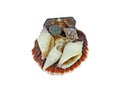 Few small seashells Royalty Free Stock Photo