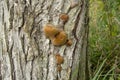 A few small young chaga mushrooms on a thick living tree