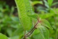 Few soapbush leaves with a tiny blue jumping spider known as Banded Phintella