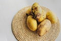 few spoiled over-ripe yellow mangoes with patches of rot and bedsores on round woven eco-napkin. improper storage of food Royalty Free Stock Photo