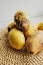 few spoiled over-ripe yellow mangoes with patches of rot and bedsores on woven eco-napkin. vertical food content  selective focus Royalty Free Stock Photo