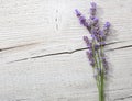 Few sprigs of lavender Royalty Free Stock Photo