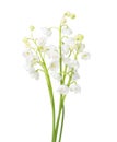 Few sprigs of Lily of the Valley isolated on white.