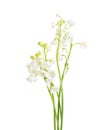 Few sprigs of Lily of the Valley. Royalty Free Stock Photo