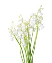 Few sprigs of Lily of the Valley isolated on white background Royalty Free Stock Photo