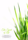 Few sunny green blades of grass Royalty Free Stock Photo