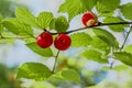 Few ted wild berries growing on the branch in the forest Royalty Free Stock Photo