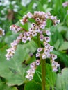 A few thick, green stalks with lots of small flower bells of white color Royalty Free Stock Photo