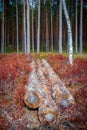 A few tree logs left behind to start regrowth of forest ground plants destroyed in logging process.