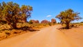 A few trees along the Gravel Road winding around the Red Sandstone Buttes and Mesas in the Desert Landscape of Monument Valley