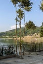 Few trees by Bovansko lake