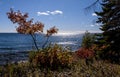 A few trees on the shoreline of Lake Superior in autumn Royalty Free Stock Photo