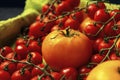 A few trusses of red cherry tomatoes and single yellow tomato fruit in the wooden box with green gauze. A vegetable composition Royalty Free Stock Photo