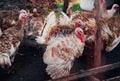 A few turkeys are walking around the yard. Rural area. Variegated, multicolored feathers.Turkeys in the barn go and eat