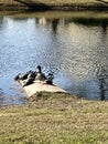 A few turtles and a duck enjoying the sun.