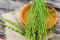 few twigs Equisetum arvense, field horsetail or common horsetail on wooden plate Royalty Free Stock Photo