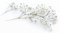 A few twigs with white flowers of Gypsophila (Baby's-breath) on a white background. Royalty Free Stock Photo