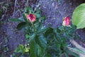 A few unblown rosebuds. Little rose bush