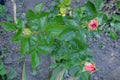 A few unblown rosebuds. Little rose bush