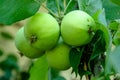 Few verdant green apples growing in the garden