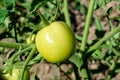 Few verdant green tomatoes growing in the garden