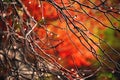 Few Water Droplets On Bare Twigs Against Autumn Colorful Background. Drizzle Rain.