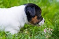 A few week old puppies run around the garden. Royalty Free Stock Photo