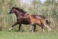 Few weeks old arabian foal with her mare galloping on pasture Royalty Free Stock Photo