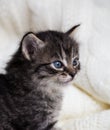 Few weeks old tabby kitten with fluffy fur and blue eyes Royalty Free Stock Photo