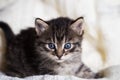 Few weeks old tabby kitten with fluffy fur Royalty Free Stock Photo