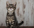 Few weeks old tabby kitten tomcat on light wooden background Royalty Free Stock Photo