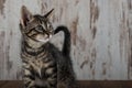 Few weeks old tabby kitten tomcat on white wooden background Royalty Free Stock Photo