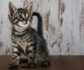 Few weeks old tabby kitten on white wooden background Royalty Free Stock Photo