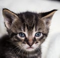 Few weeks old tabby tomcat with blue eyes Royalty Free Stock Photo