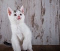 Few weeks old white kitten on white wooden background Royalty Free Stock Photo