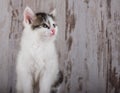 Few weeks old white-tabby kitten on white wooden background Royalty Free Stock Photo