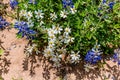 A Few White Blackfoot Daisies with Bluebonnet Wildflowers in Tex Royalty Free Stock Photo