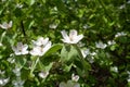 Few white flowers in the leafage of quince in May Royalty Free Stock Photo