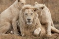 White Lions South Africa