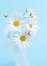 Few white sunflower flowers on blue background Royalty Free Stock Photo