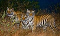 A few wild Bengal tigers in the jungle in the predawn twilight. India. Bandhavgarh National Park. Madhya Pradesh. Royalty Free Stock Photo