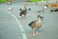 Wild birds walking and swimming in the park.