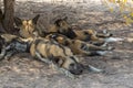 Wild dogs having rest