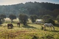 Few wild horses grazing in a field at early morning, eating grass, horse looking in the camera, white and brown horses Royalty Free Stock Photo