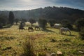 Few wild horses grazing in a field at early morning, eating grass, horse looking in the camera, white and brown horses Royalty Free Stock Photo