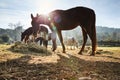 Few wild horses grazing in a field at early morning, eating grass, horse looking in the camera, white and brown horses Royalty Free Stock Photo