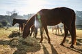 Few wild horses grazing in a field at early morning, eating grass, horse looking in the camera, white and brown horses Royalty Free Stock Photo