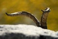 few wild male horns in clay Royalty Free Stock Photo