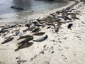 Visit to San Diego beach to watch seals basking in the sun.