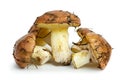 Few yellow boletus Royalty Free Stock Photo